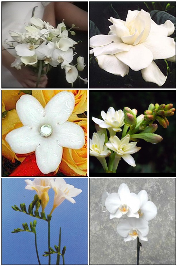 Flowers for a Fragrant Wedding Bouquet Gardenias
