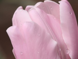 pink diamond 300x225 Finding inspiration.